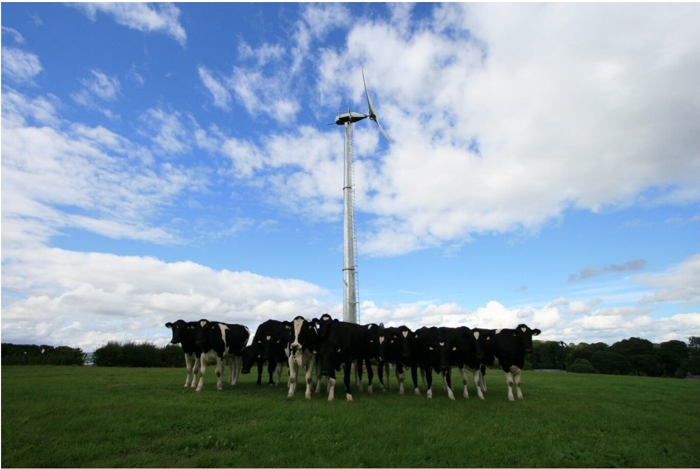 Cattle grazing beside a small wind turbine in a UK field